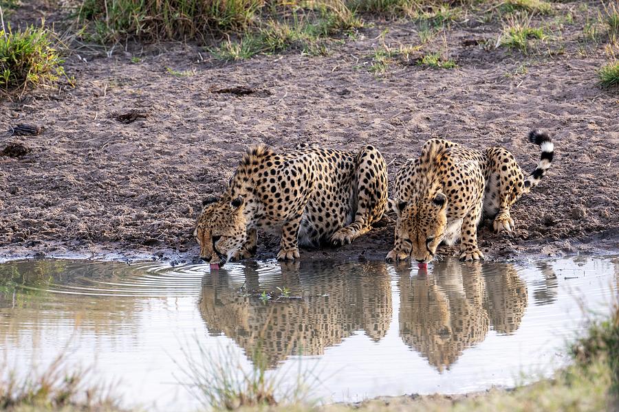 Cheetah Brothers Photograph by Yoshiki Nakamura