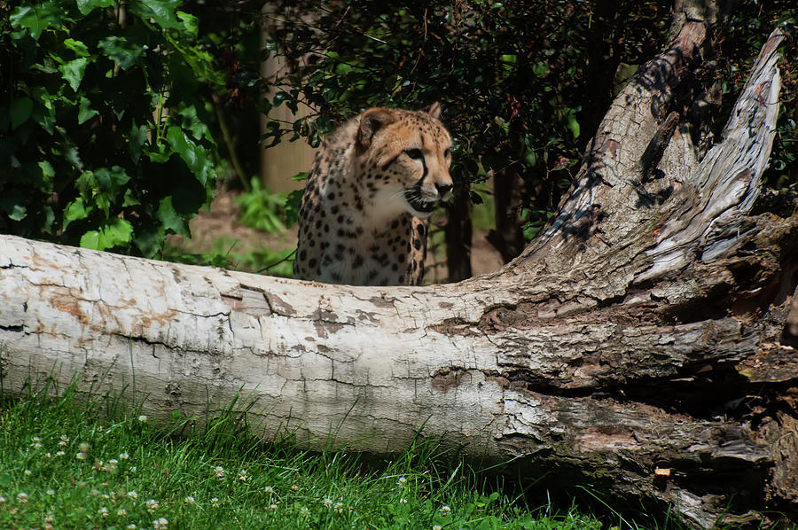 Cheetah By A Tree Photograph by Flees Photos