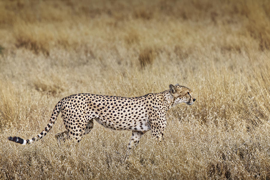 Cheetah Camouflaged in the Dry Kalahari Grasslands Photograph by Cam Bornet