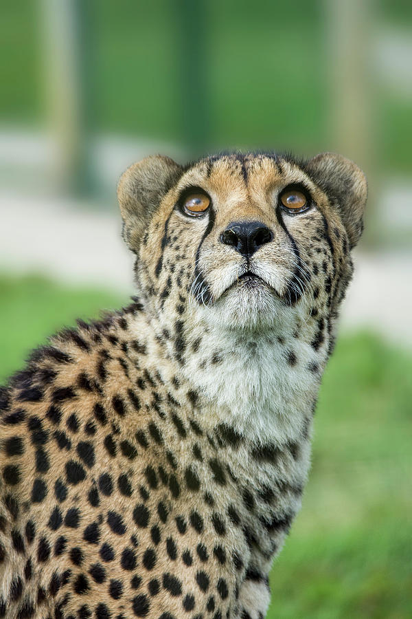 Cheetah Caught In An Upward Gaze Photograph