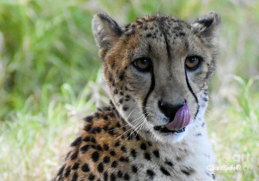 Cheetah Close Up Tongue Out Photograph by Rachelle Celebrity