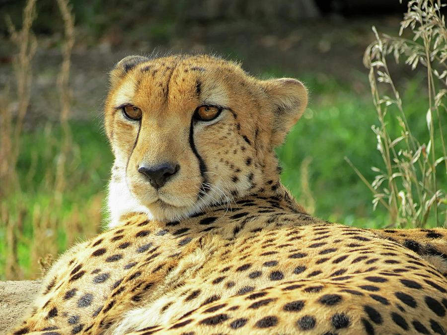 Cheetah Photograph by Connor Beekman