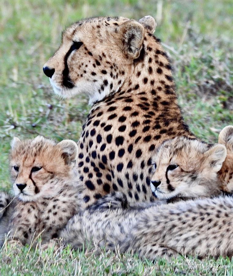 Cheetah Cub Cuddles Photograph by Csilla Florida