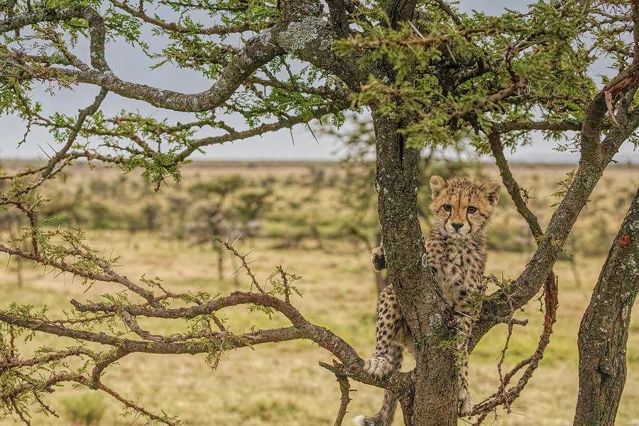 Cheetah Cub in a Tree on the Masai Mara Photograph by Lindley Johnson
