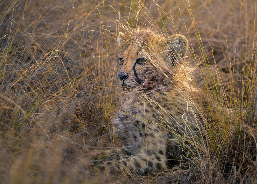 Cheetah cub in tall grass Photograph by Robert Miller