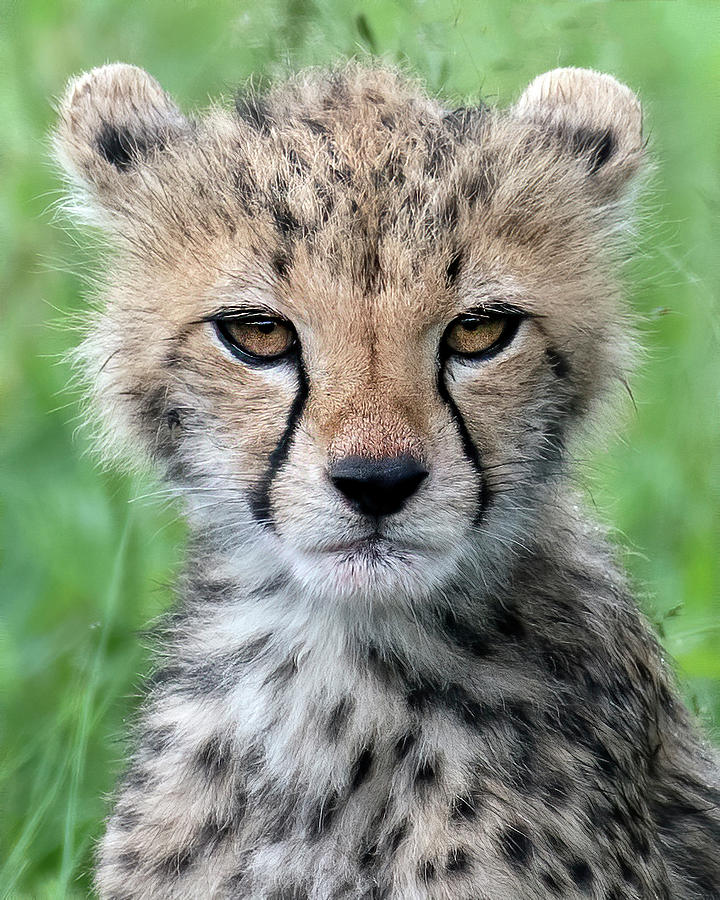 Cheetah Cub Portrait Photograph by Stan Washlesky | Fine Art America