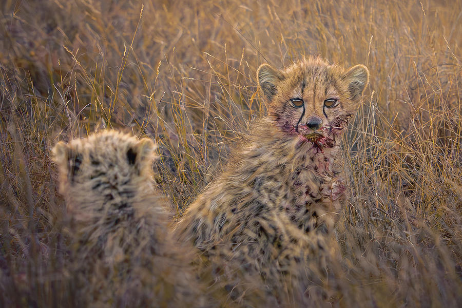 Cheetah cubs in afternoon sun Photograph by Robert Miller Cheetah cubs in afternoon sun Photograph by Robert Miller