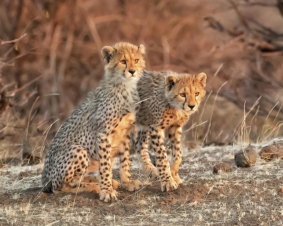 Cheetah Cubs on Alert Photograph by Cheryl Strahl