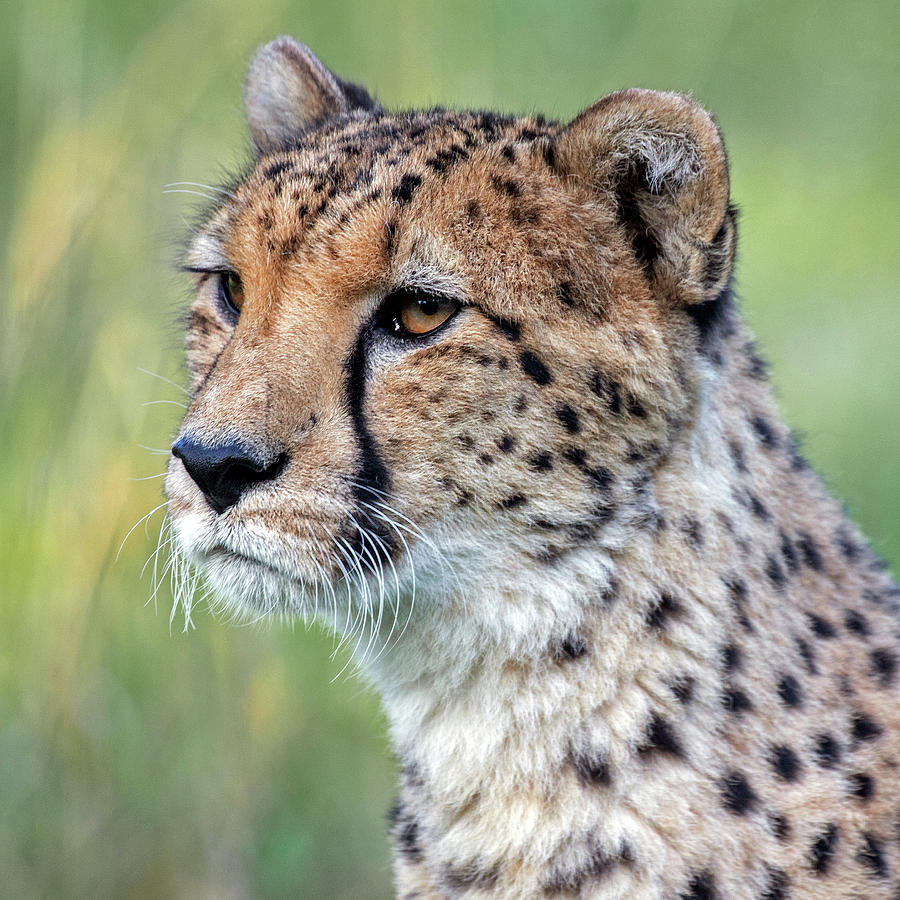 Cheetah Photograph by Del Hickey - Fine Art America
