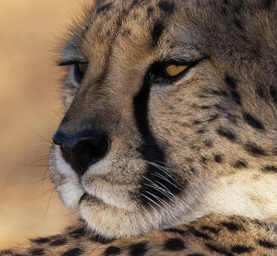 Cheetah Eyes Photograph by Honora Bauman - Fine Art America