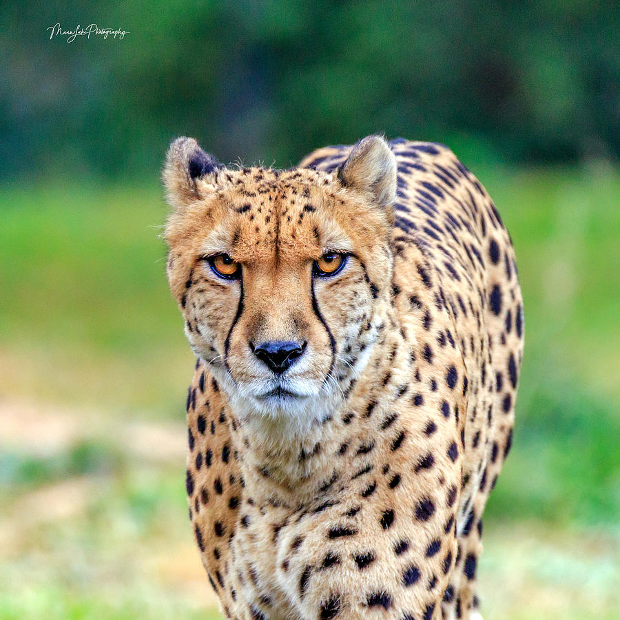 Cheetah Eyes Photograph by Luke Foster - Fine Art America