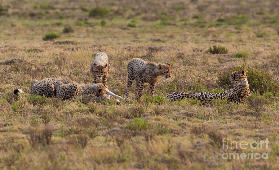 Cheetah Family At Breakfast Photograph by Eva Lechner