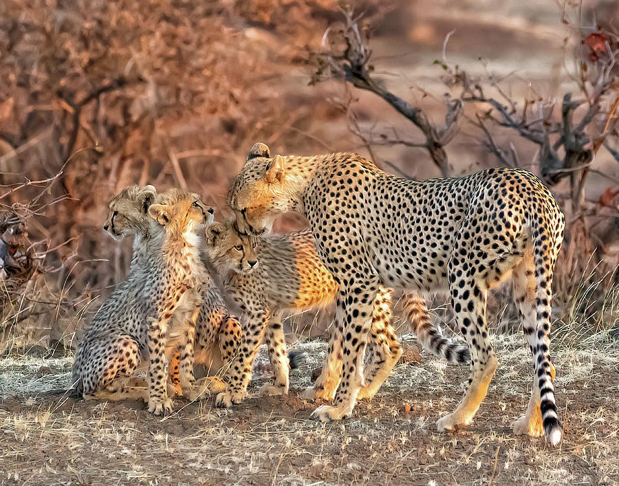 Cheetah Family Moment Photograph by Cheryl Strahl