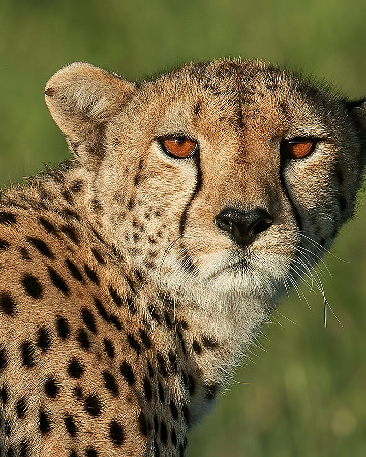 Cheetah Gaze Photograph by Christopher Ciccone - Fine Art America