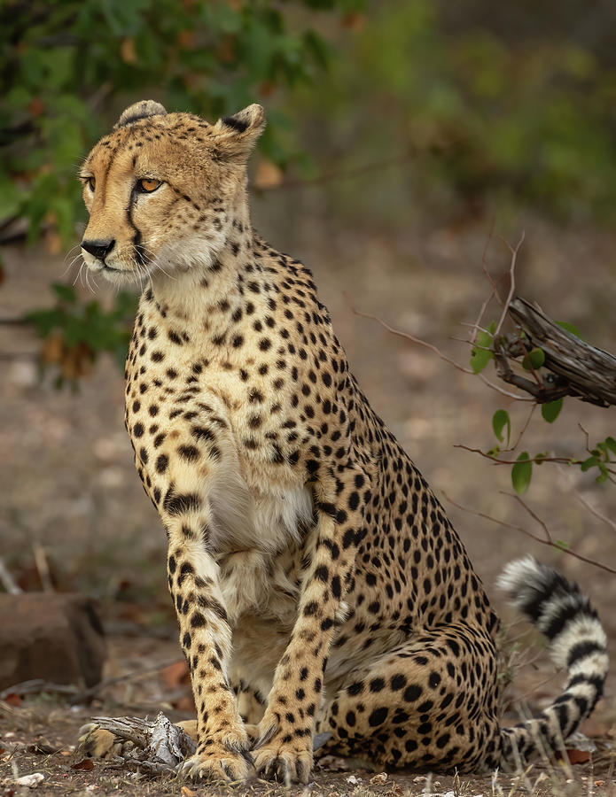 Cheetah Getting Ready Photograph by MaryJane Sesto