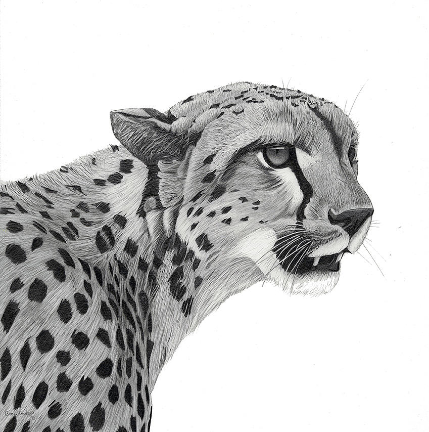 Cheetah sketch by kaithel on DeviantArt