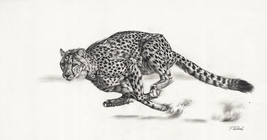 Cheetah. Hell For Leather Drawing