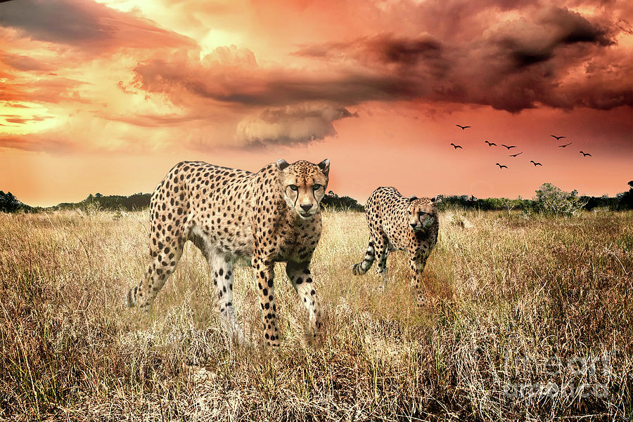 Wildlife Photograph - Cheetah Hunt by Ed Taylor