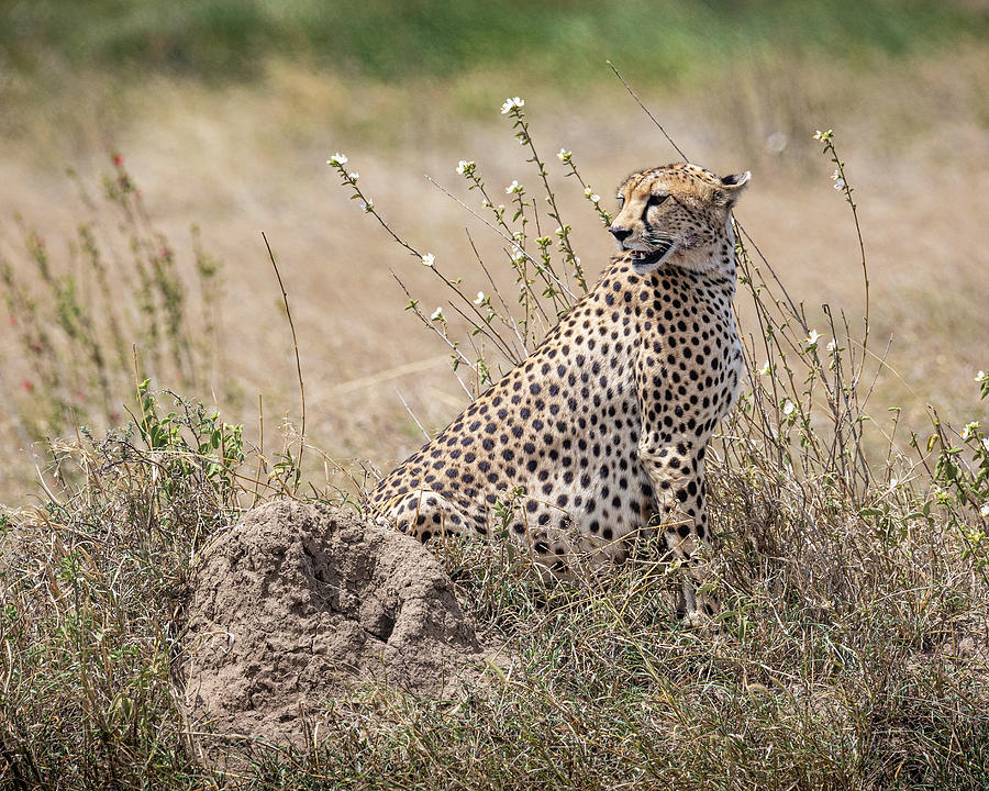 Cheetah I Photograph by Chris Dutton