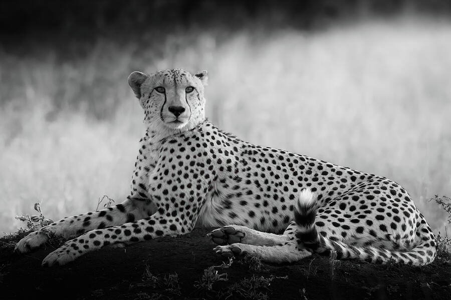Cheetah in Black and White Photograph by Keith Carey