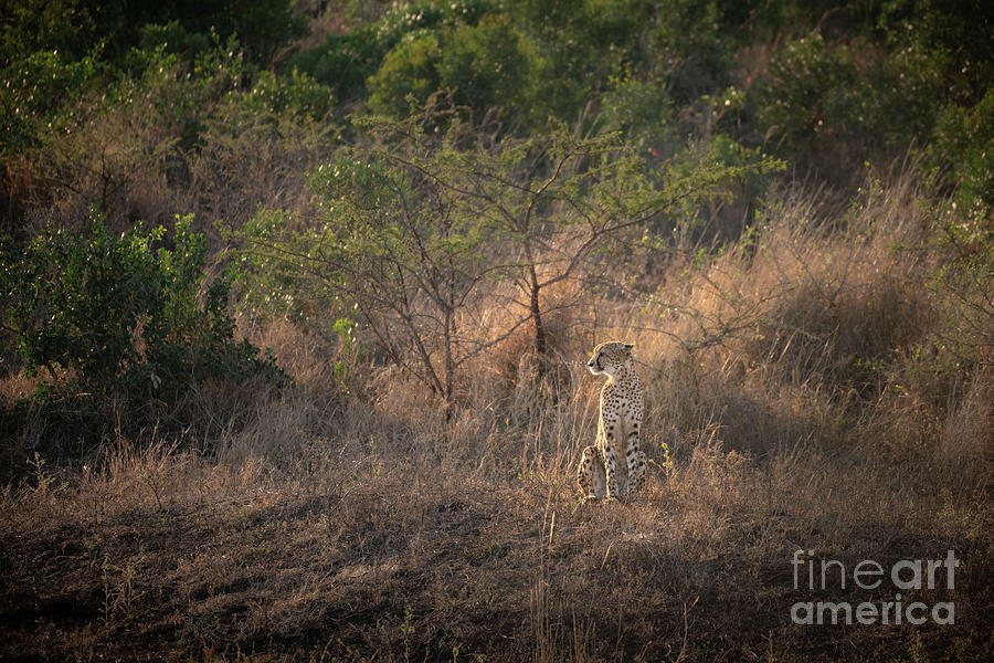 Cheetah In Grass Photograph