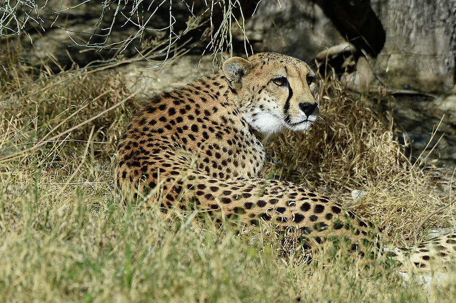 Cheetah in Living Desert Zoo,  Palm Desert, California Photograph by Bonnie Colgan