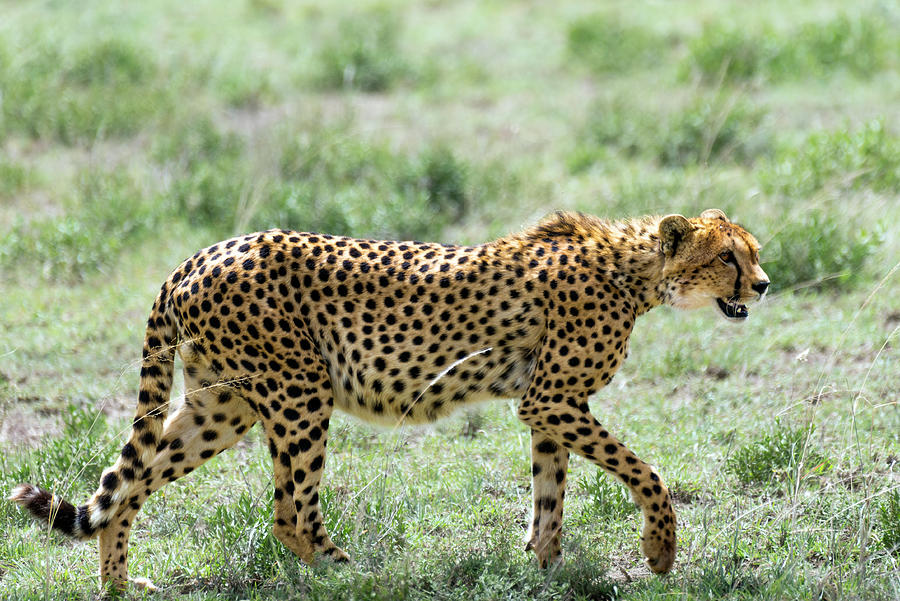 Cheetah in Serengeti National Park #1 Photograph by RicardMN Photography