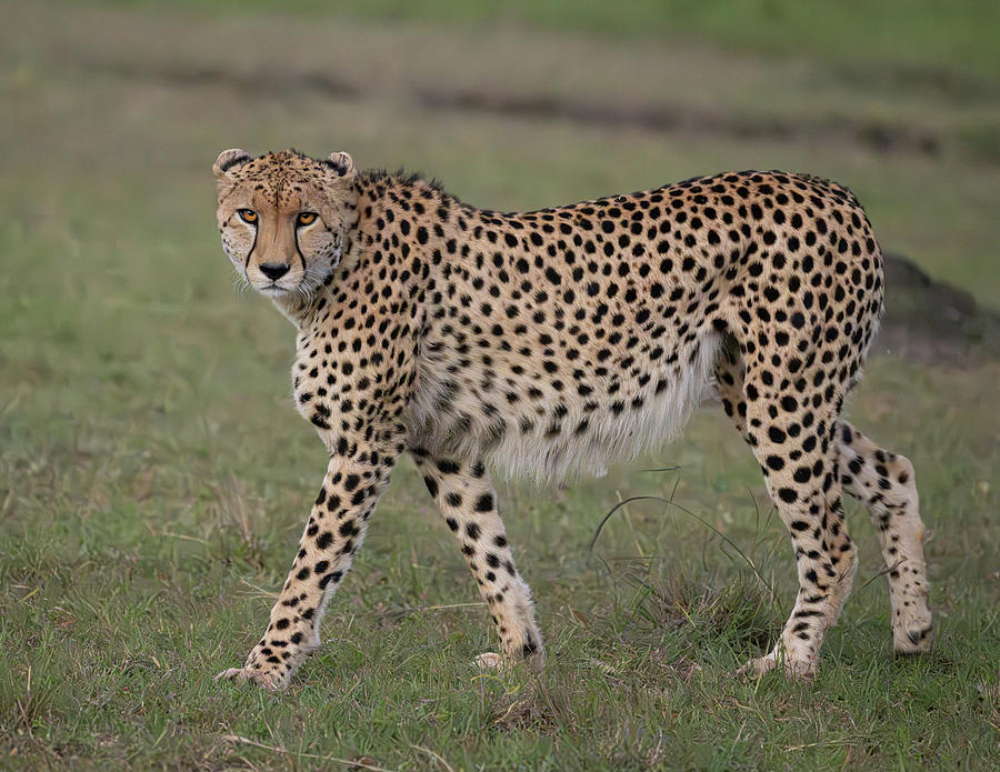 Cheetah in the Masai Mara Photograph by Brenda Jacobs