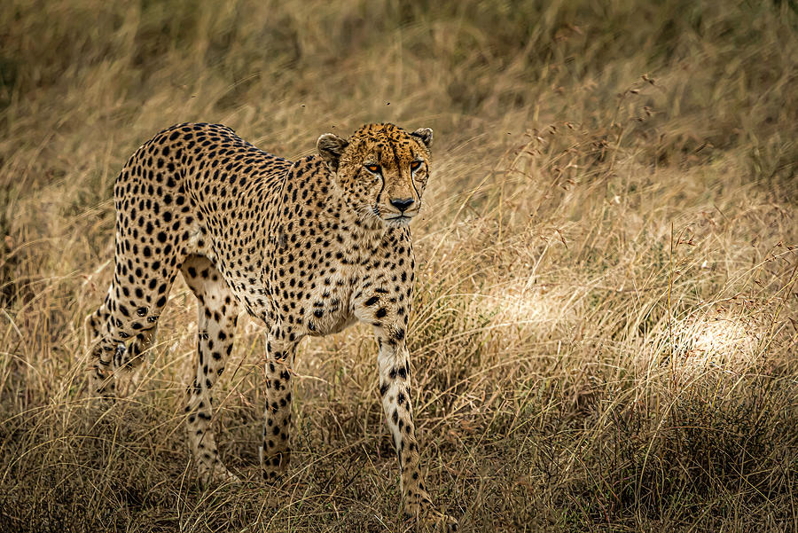Cheetah in the Serengeti Digital Art by Pravine Chester