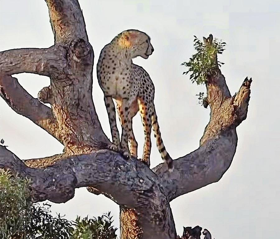 Cheetah in Tree Photograph by Gini Moore