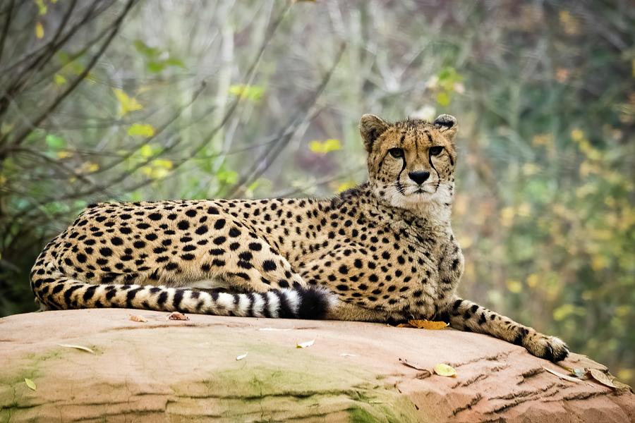 Cheetah Photograph by James Lamb Photo
