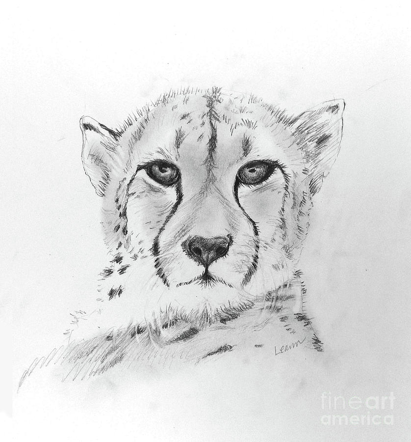 Learn How to Draw a Cheetah Running (Big Cats) Step by Step : Drawing  Tutorials