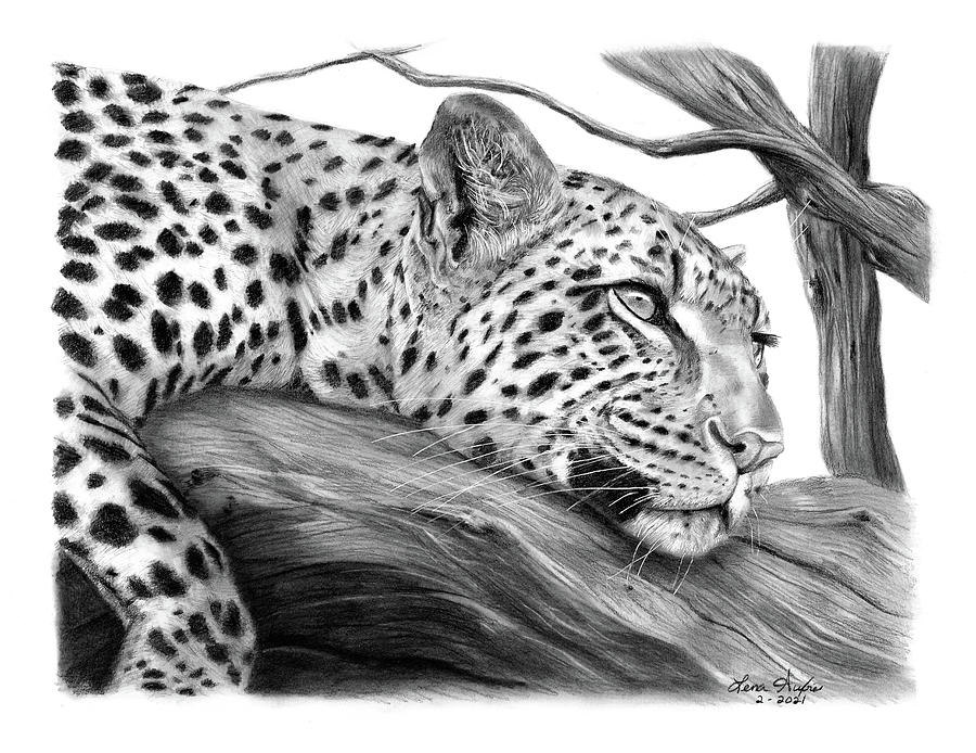 Leopard in Tree Drawing by Lena Auxier