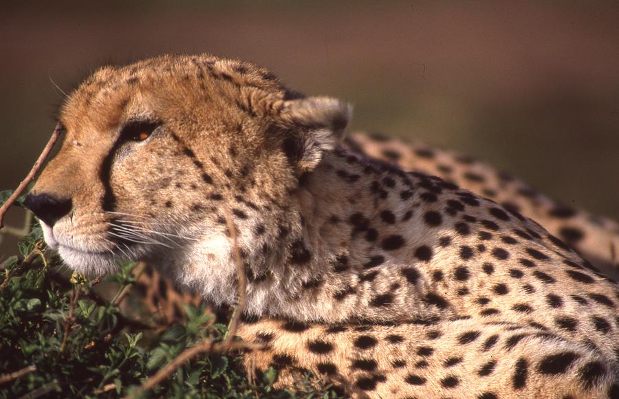 Cheetah Looking for Prey Photograph by Russ Considine