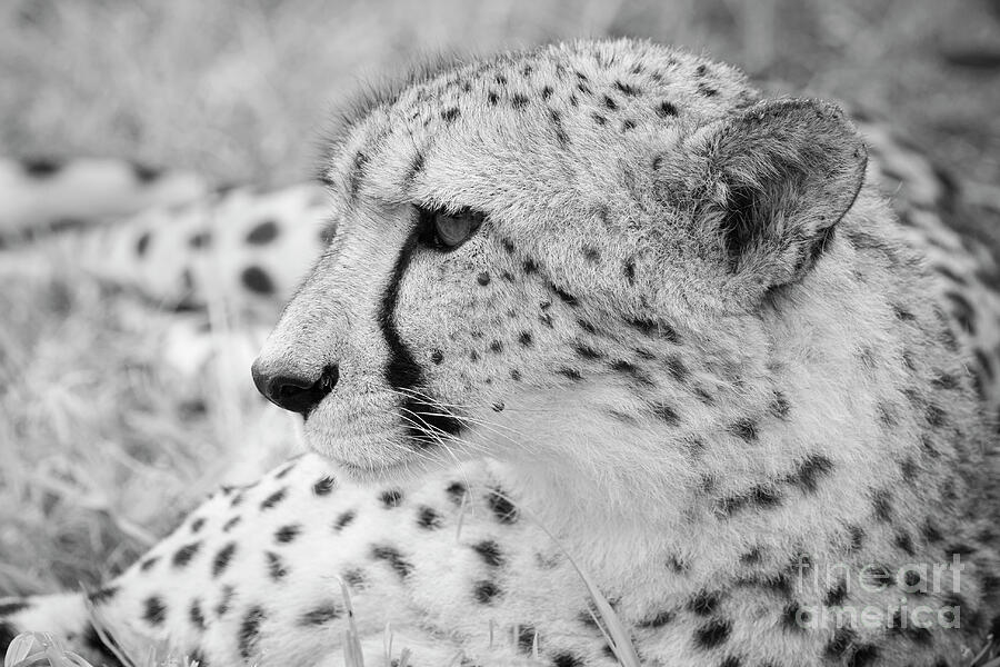 Cheetah Photograph by Maresa Pryor-Luzier