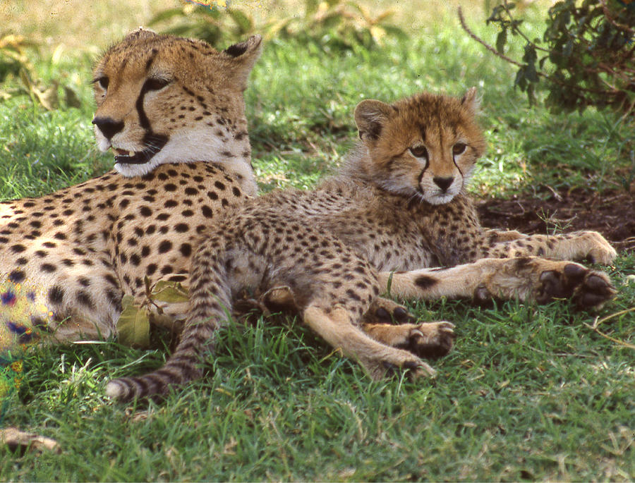 Cheetah Mom and Cub Photograph by Russel Considine