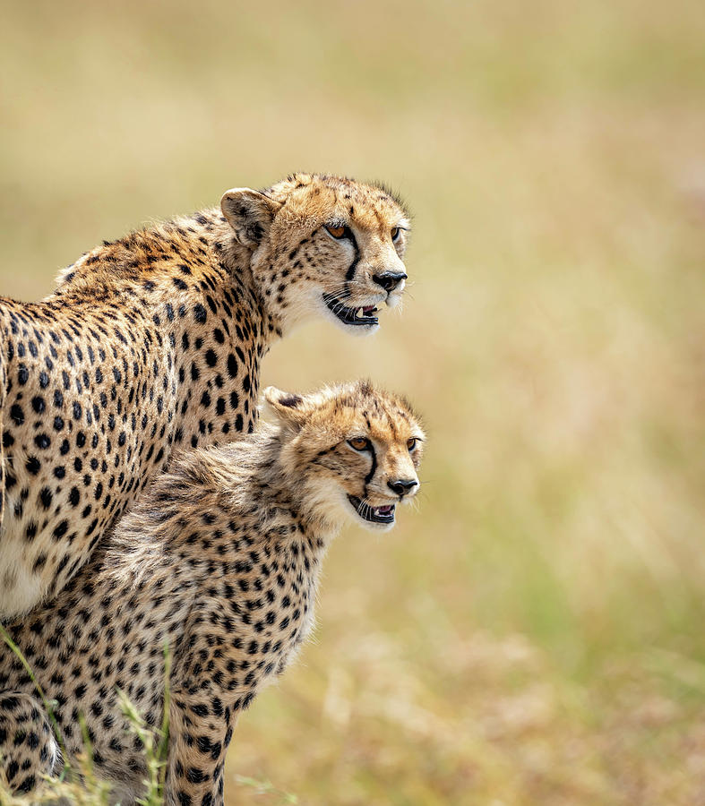 Cheetah mom and kitten Photograph by Scott Roberts - Pixels