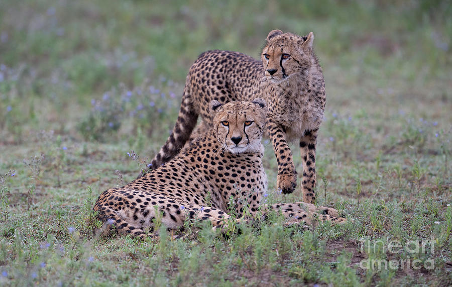 Animal Photograph - Cheetah Moments by Sandra Bronstein