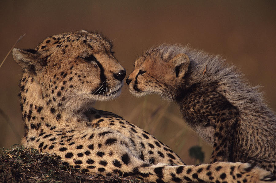 Cheetah mother and cub (Acinonyx jubatus) face to face, Kenya Photograph by Anup Shah