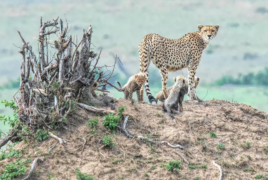 Cheetah Mound Photograph by Wade Aiken
