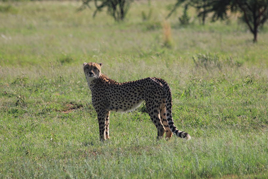 Cheetah Photograph by Natalie Hiller - Fine Art America