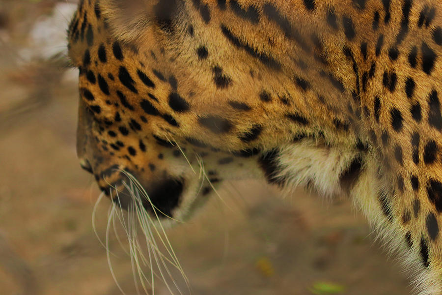Indian Leopard Photograph
