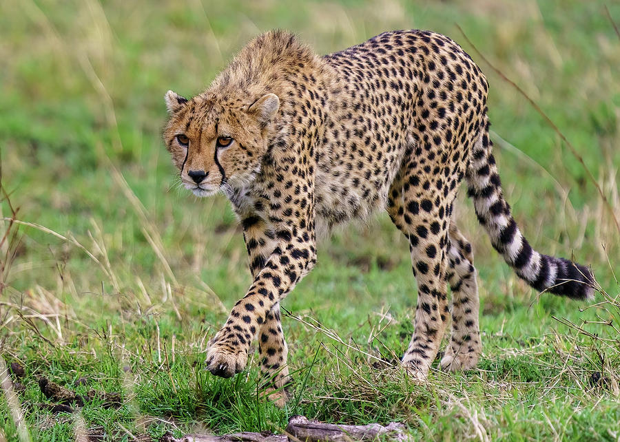 Cheetah on the prowl in Maasai Mara Photograph by Michael Hodgson