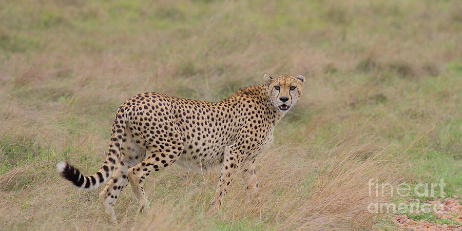 Cheetah on the hunt prowling in the Masai Mara, Kenya Photograph by Nirav Shah