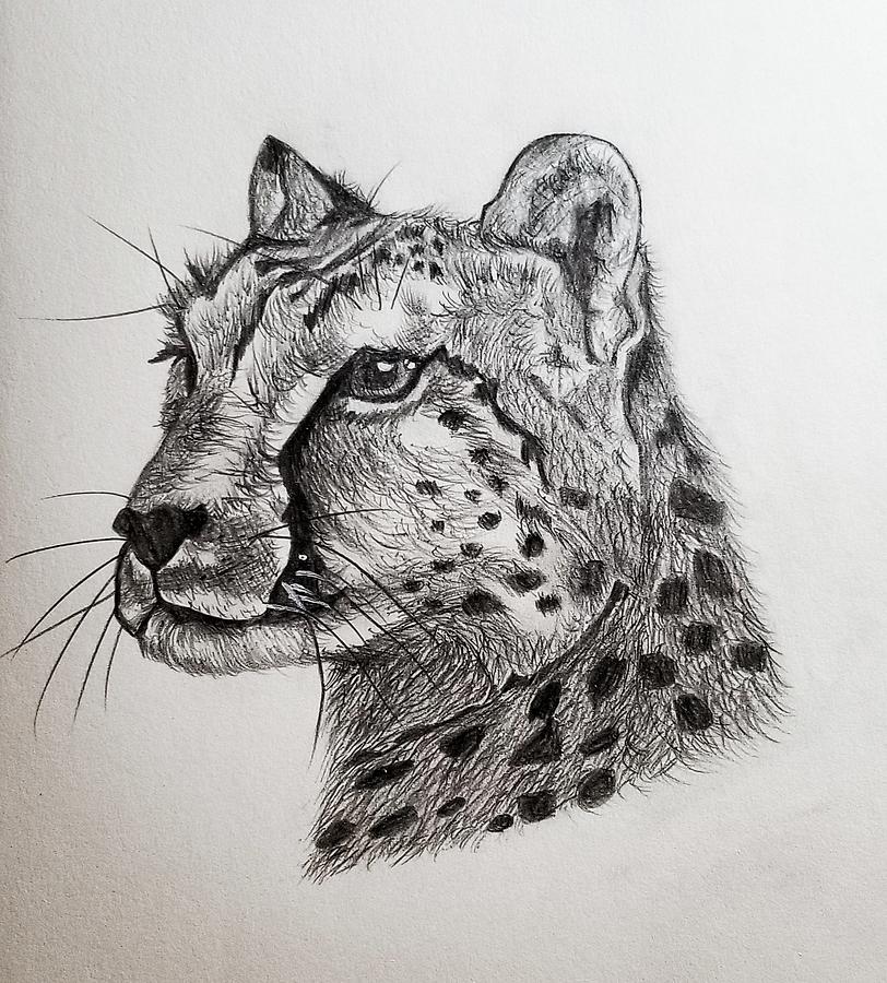 Cheetah Drawing by Paige Lindner Fine Art America