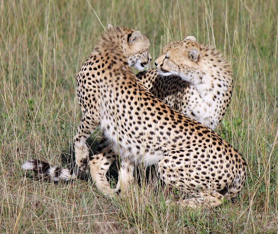 Animal Photograph - Cheetah Pair by Jenny Scholten van Aschat