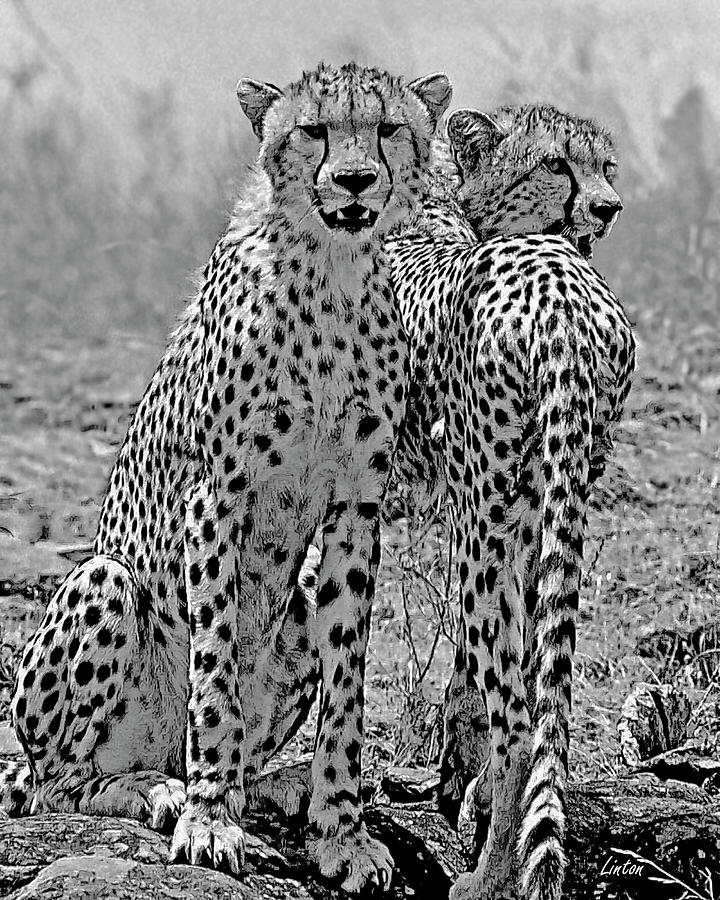 Cheetah Pair Photograph by Larry Linton