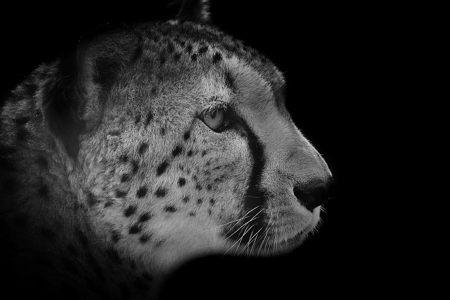 Cheetah Portrait Black And White Photograph By Darren Wilkes Fine Art America 5136