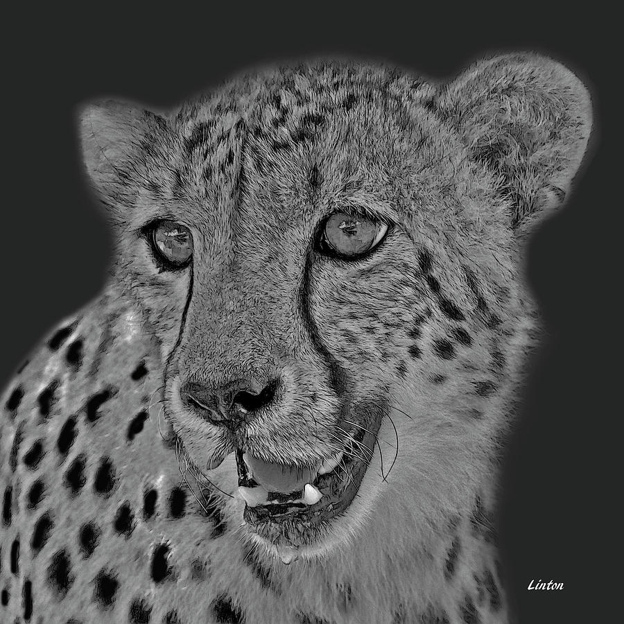 Cheetah Portrait Digital Art by Larry Linton