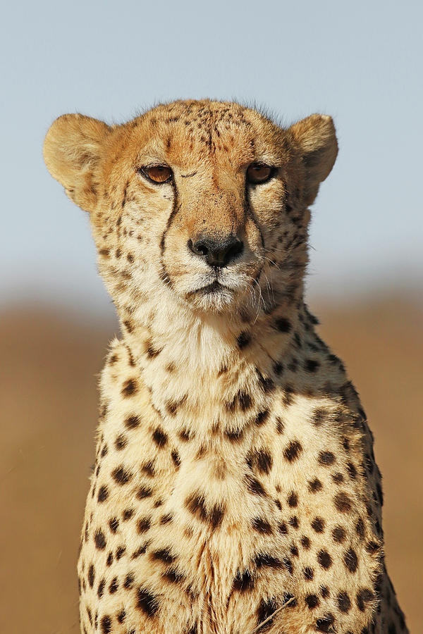 Cheetah Portrait Photograph by MaryJane Sesto | Fine Art America